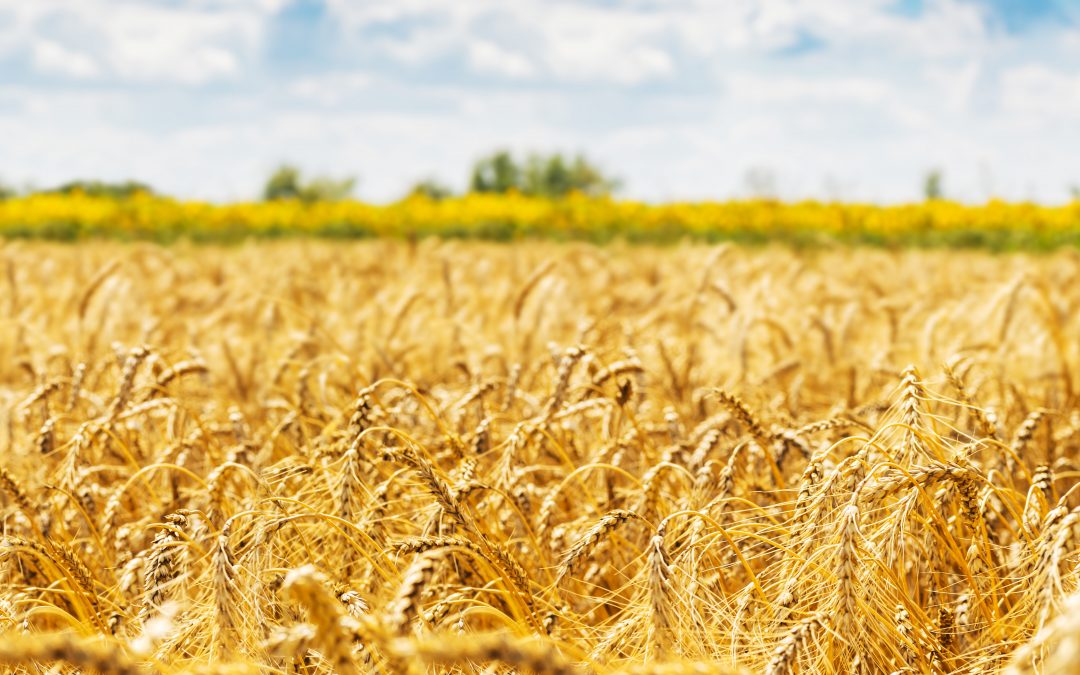 SugaROx raises £850k from Regenerate Ventures and UK Innovation & Science Seed Fund