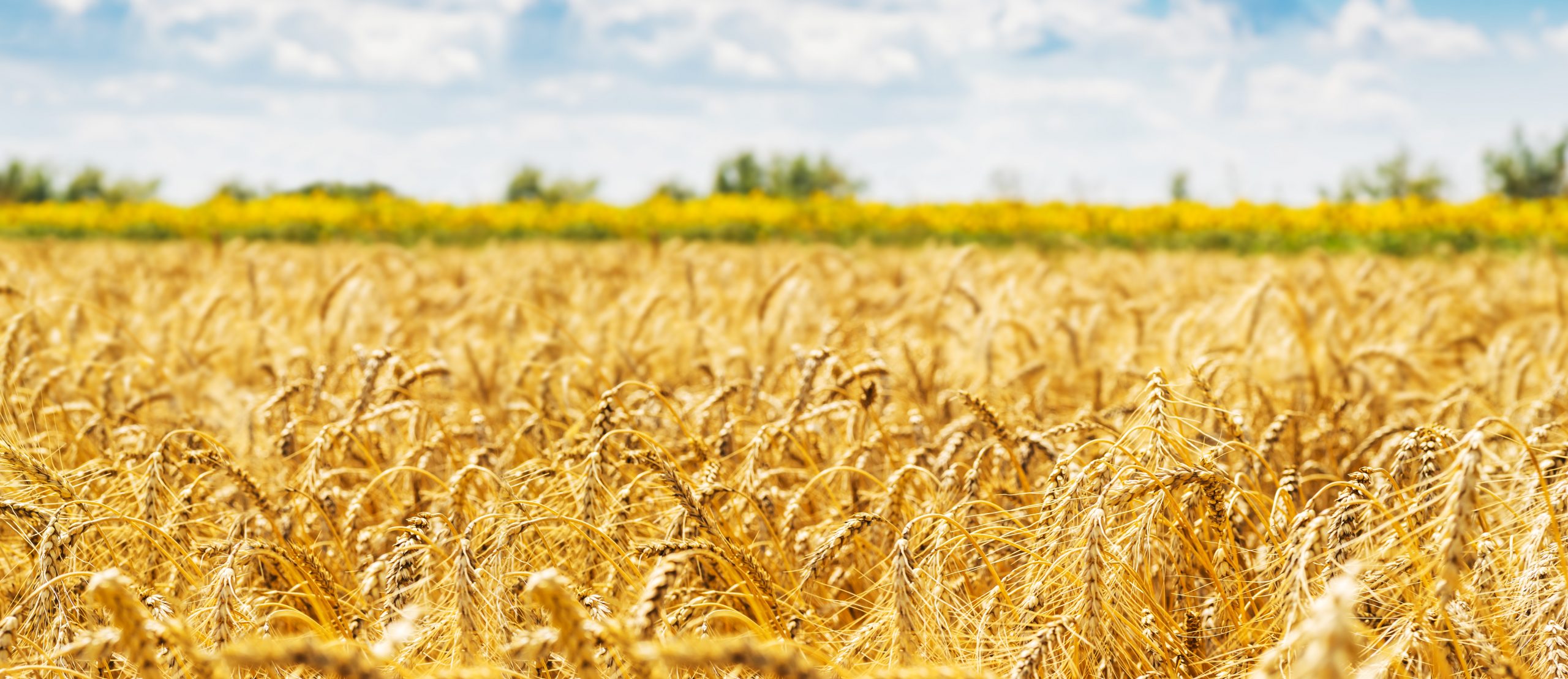 SugaROx raises £850k from Regenerate Ventures and UK Innovation & Science Seed Fund