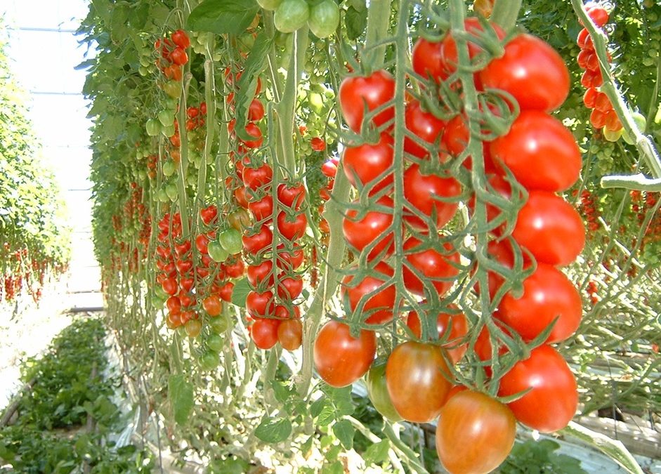 Future-Proofing Tomato Production