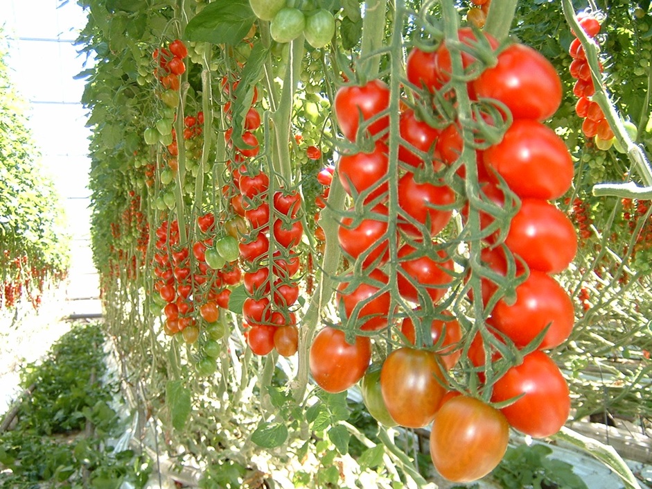 Future-Proofing Tomato Production