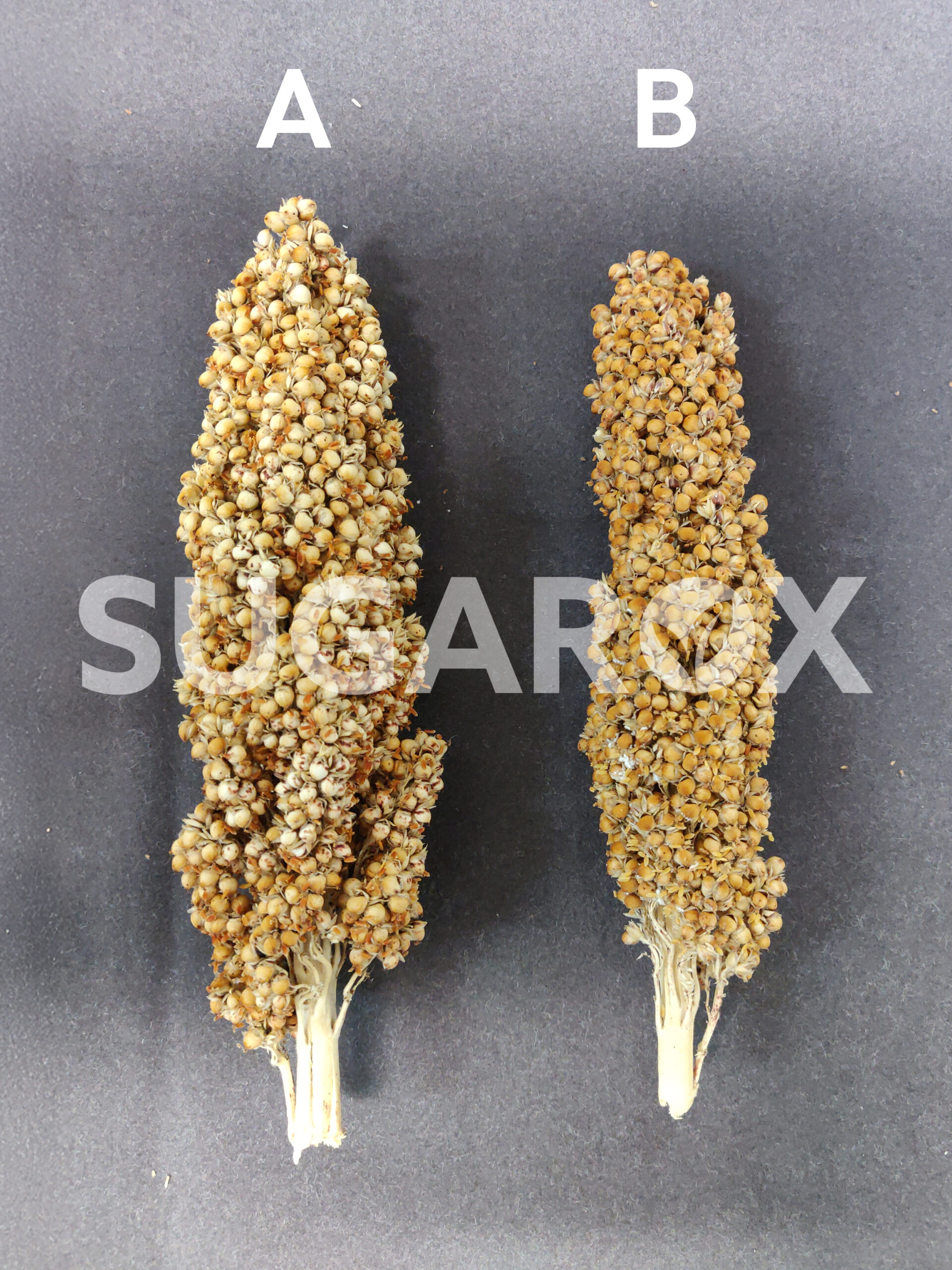 SugaROx T6P product test on sorghum