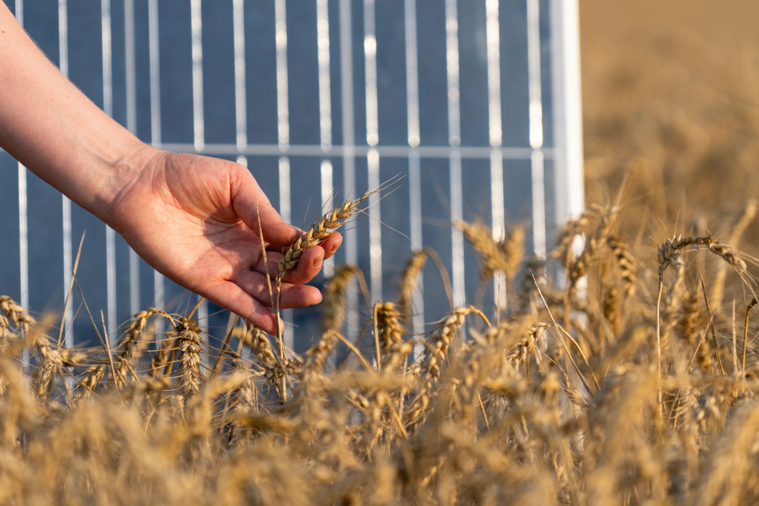 SFI26 spoken for in a day: what does that tell us about sustainable farming?