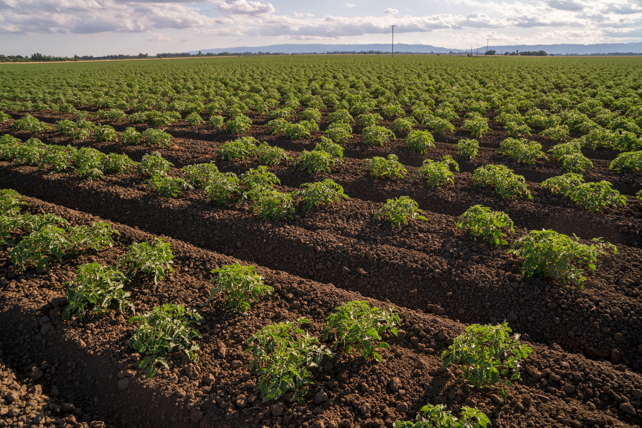 Taking T6P from glasshouse to field: testing our technology on tomatoes in California